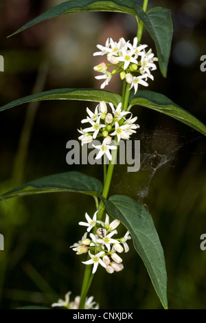white swallow-wort (Vincetoxicum hirundinaria, Cynanchum vicentoxicum), blooming, Germany Stock Photo