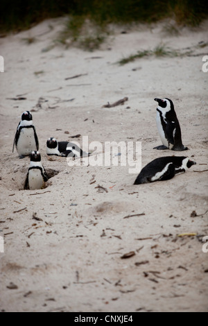 A group of African penguins on the at Boulders Beach, Simon's Town, South Africa. Stock Photo