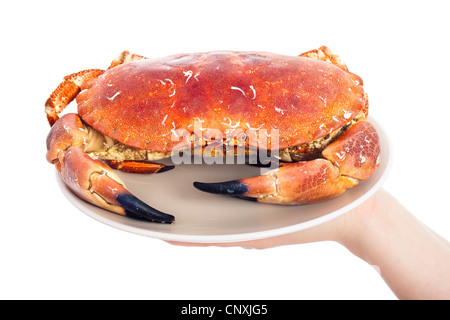 Scottish Millimeter Expect Uncooked red crab on a white dish decorated with lemon and parsley Stock  Photo - Alamy