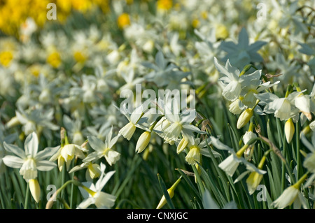 Close up of daffodils narcissi yellow white cream narcissus flower flowers flowering in the spring garden England UK United Kingdom GB Great Britain Stock Photo
