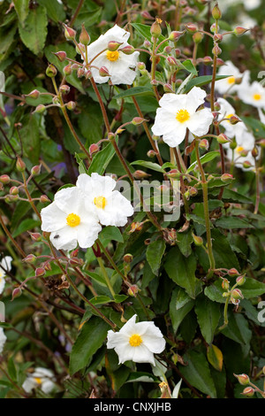 laurel-leaved rock rose (Cistus laurifolius), blooming Stock Photo