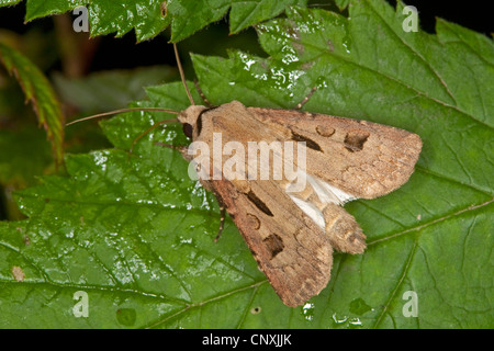 heart and dart moth (Agrotis exclamationis), sitting on a leaf, Germany Stock Photo