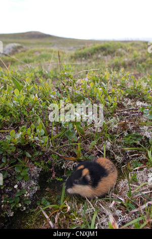 Norway lemming (Lemmus lemmus), sitting, Norway Stock Photo