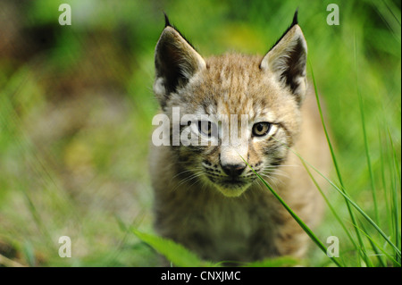 Eurasian lynx (Lynx lynx), portrait of a juvenile in the grass, Germany Stock Photo