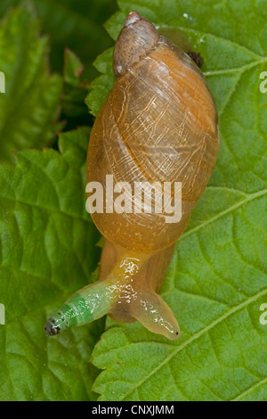 rotten amber snail, large amber snail, European ambersnail (Succinea putris), with parasite Leucochloridium paradoxum in antenna, Germany Stock Photo