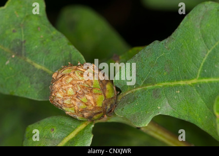 artichoke gall wasp, larch cone gall cynipid, hop gall wasp ( artichoke gall) (Andricus fecundator, Andricus foecundatrix), gall at oak, Germany Stock Photo