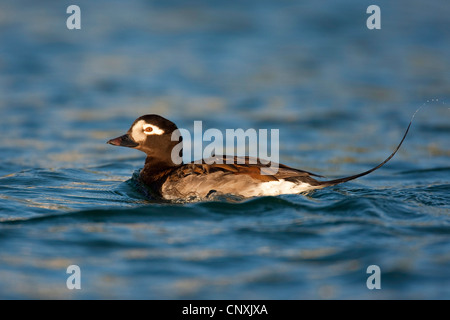 long-tailed duck (Clangula hyemalis), male on a lake, Germany Stock Photo