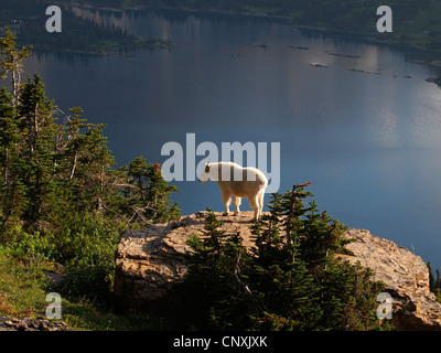 Mountain goat (Oreamnos americanus), standing on a rock over a mountain lake, USA, Montana, Glacier Natioanl Park Stock Photo