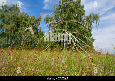feather grass (Stipa pennata), in dry grassland, Germany Stock Photo