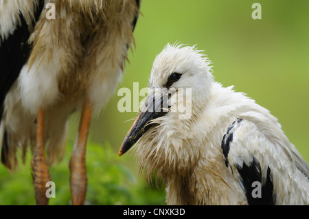 white stork (Ciconia ciconia), juvenile with adult, Germany, Bavaria Stock Photo