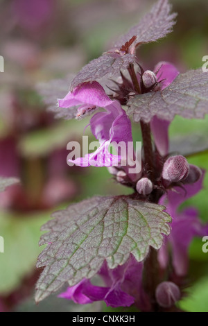 spotted dead-nettle, spotted deadnettle (Lamium maculatum), flower, Germany Stock Photo