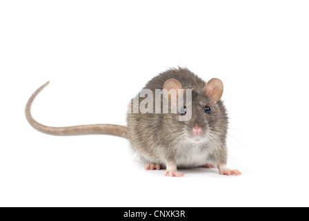 rat isolated on white background Stock Photo