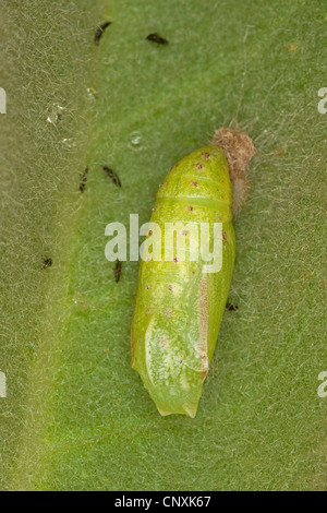 Meadow brown (Maniola jurtina, Epinephele jurtina), pupa at a leaf, Germany Stock Photo