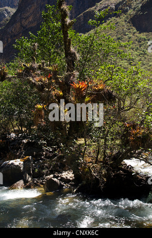 Mountain plants In the Andes, Peru, South America Stock Photo - Alamy