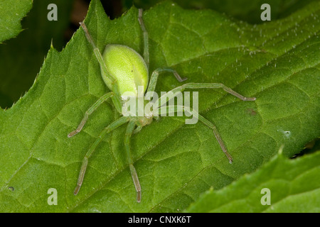 green spider, Green huntsman spider  (Micrommata rosea, Micrommata virescens), female sitting on a laef, Germany Stock Photo