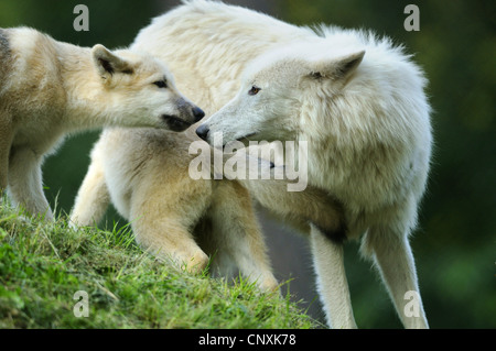 arctic wolf, tundra wolf (Canis lupus albus, Canis lupus arctos), she-wolf with offspring Stock Photo