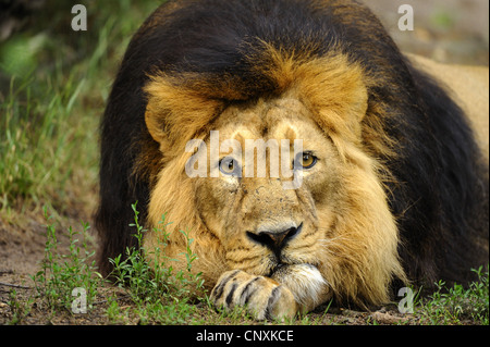 Asiatic lion (Panthera leo persica), lying on the ground sleepy Stock Photo