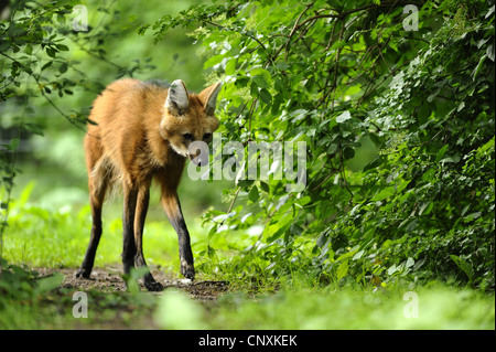 maned wolf (Chrysocyon brachyurus), in shrubbery Stock Photo