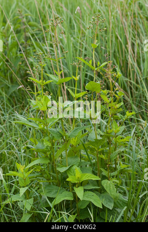 common figwort, knotted figwort (Scrophularia nodosa), habit, Germany Stock Photo