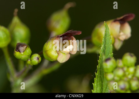 common figwort, knotted figwort (Scrophularia nodosa), flower, Germany Stock Photo