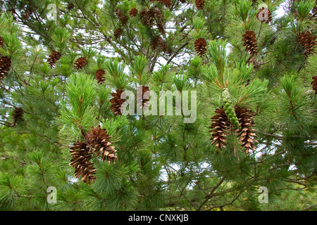 Macedonian pine,  Balkan pine (Pinus peuce), cones on a tree Stock Photo