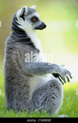 ring-tailed lemur (Lemur catta), sitting and sunbathing in lawn Stock Photo