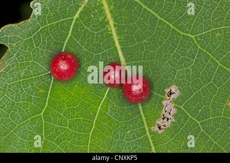 aspen leaf gall midge (Harmandia spec.), gall on a leaf of a poplar, Germany Stock Photo