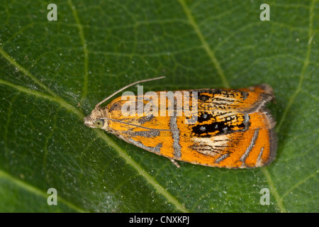 Tortrix moth, Olethreutes arcuella (Olethreutes arcuella, Olethreutes arcuana), sitting on a leaf, Germany Stock Photo