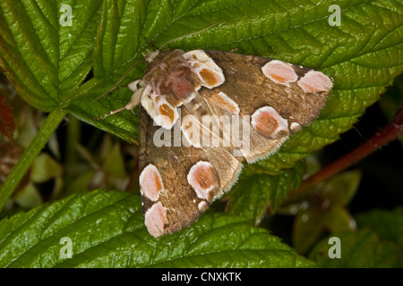 peach blossom (Thyatira batis), sitting on a leaf, Germany Stock Photo