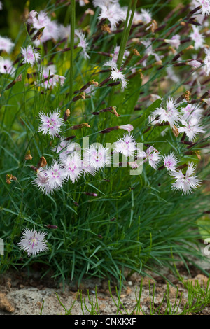 sand pink (Dianthus arenarius), blooming, Germany Stock Photo