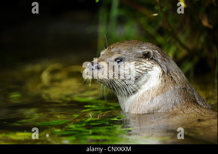 European river otter, European Otter, Eurasian Otter (Lutra lutra), portrait in shallow water, Germany Stock Photo