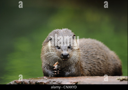 European river otter, European Otter, Eurasian Otter (Lutra lutra), sitting on a rocky shore eating caught fish, Germany Stock Photo