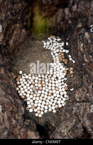 vapourer moth, common vapourer, rusty tussock moth (Orgyia antiqua, Orgyia recens), eggs on the outer surface of a cocoon, Germany Stock Photo