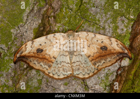 pebble hook-tip (Drepana falcataria), sitting at bark, Germany Stock Photo