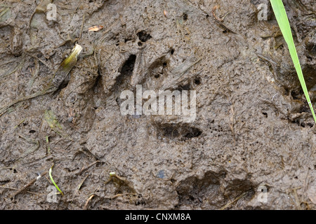 common raccoon (Procyon lotor), foot print in mud, Germany Stock Photo