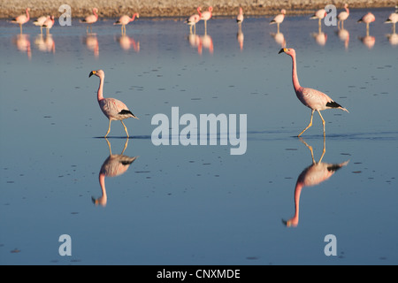 Chilean flamingo (Phoenicopterus chilensis), flamingos in lake Salar de Atacama, Chile, Andes Stock Photo