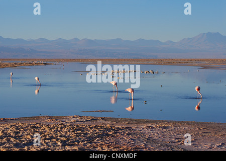Chilean flamingo (Phoenicopterus chilensis), flamingos in lake Salar de Atacama, Chile, Andes Stock Photo
