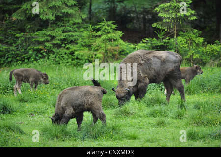 European bison, wisent (Bison bonasus), herd grazing in a meadow at a forest edge, Germany, Bavaria, Bavarian Forest National Park Stock Photo