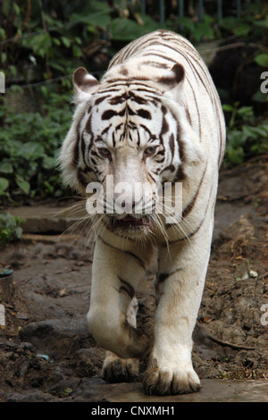 White tiger (Panthera tigris tigris) at Dusit Zoo in Bangkok, Thailand. Stock Photo