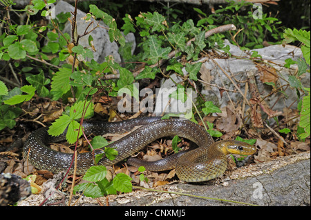 Aesculapian snake (Elaphe longissima, Zamenis longissimus  ), creeping over forest ground, Croatia, Istria Stock Photo