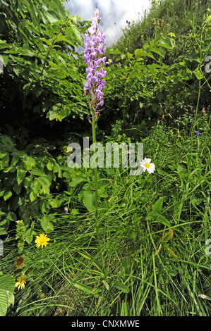 fragrant orchid (Gymnadenia conopsea), blooming, Slovenia, Soca Tal  , Stol Stock Photo