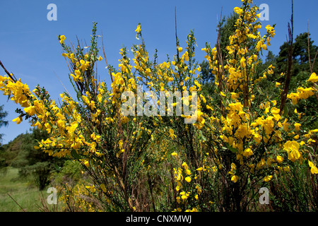 Scotch broom (Cytisus scoparius, Sarothamnus scoparius), blooming, Germany Stock Photo