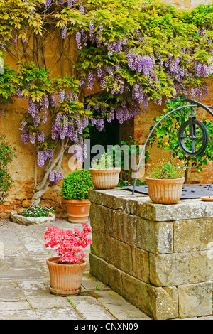 Chinese wisteria (Wisteria sinensis), blooming in a courtyard with a well, Italy, Tuscany, Trequanda Stock Photo