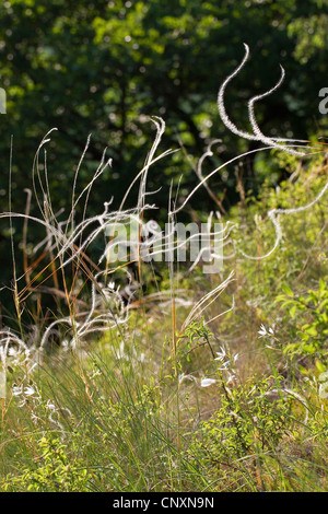 feather grass (Stipa pennata), fruiting, Germany Stock Photo