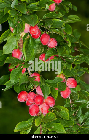 cherry plum, Myrobalan plum (Prunus cerasifera), branch with fruits, Germany Stock Photo