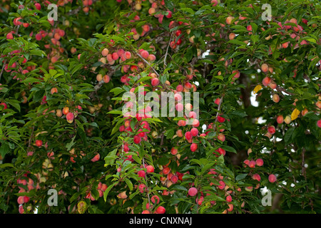 cherry plum, Myrobalan plum (Prunus cerasifera), fruiting, Germany Stock Photo