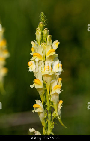 common toadflax, yellow toadflax, ramsted, butter and eggs (Linaria vulgaris), inflorescence, Germany Stock Photo