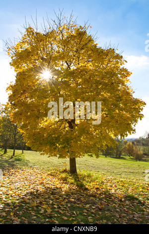 Norway maple (Acer platanoides), sun shining through yellow leaves, Germany, Bavaria Stock Photo