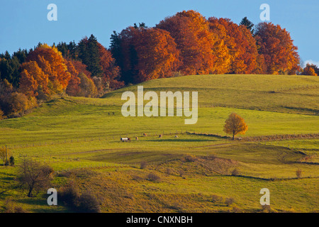 common beech (Fagus sylvatica), autumn forest edge behind pastures, Germany, Bavaria Stock Photo