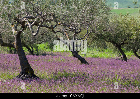 olive tree (Olea europaea ssp. sativa), olive grove, Italy Stock Photo